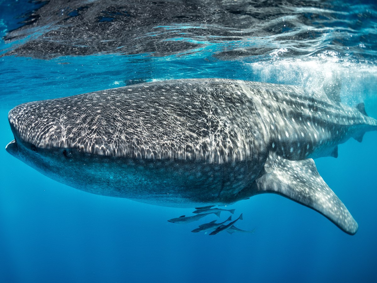 Les plus beaux spots pour nager avec les requins baleines aux Maldives — free download