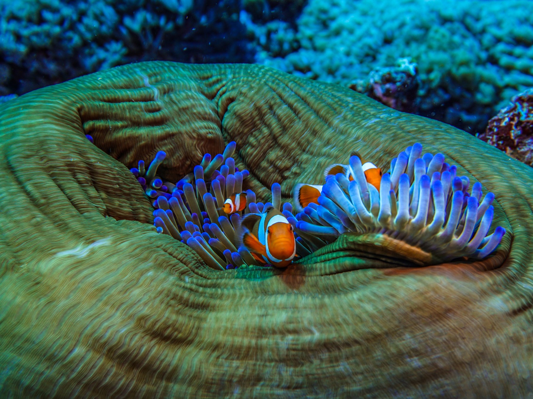 La plongée à Bali les plus beaux sites à découvrir avec oovatu