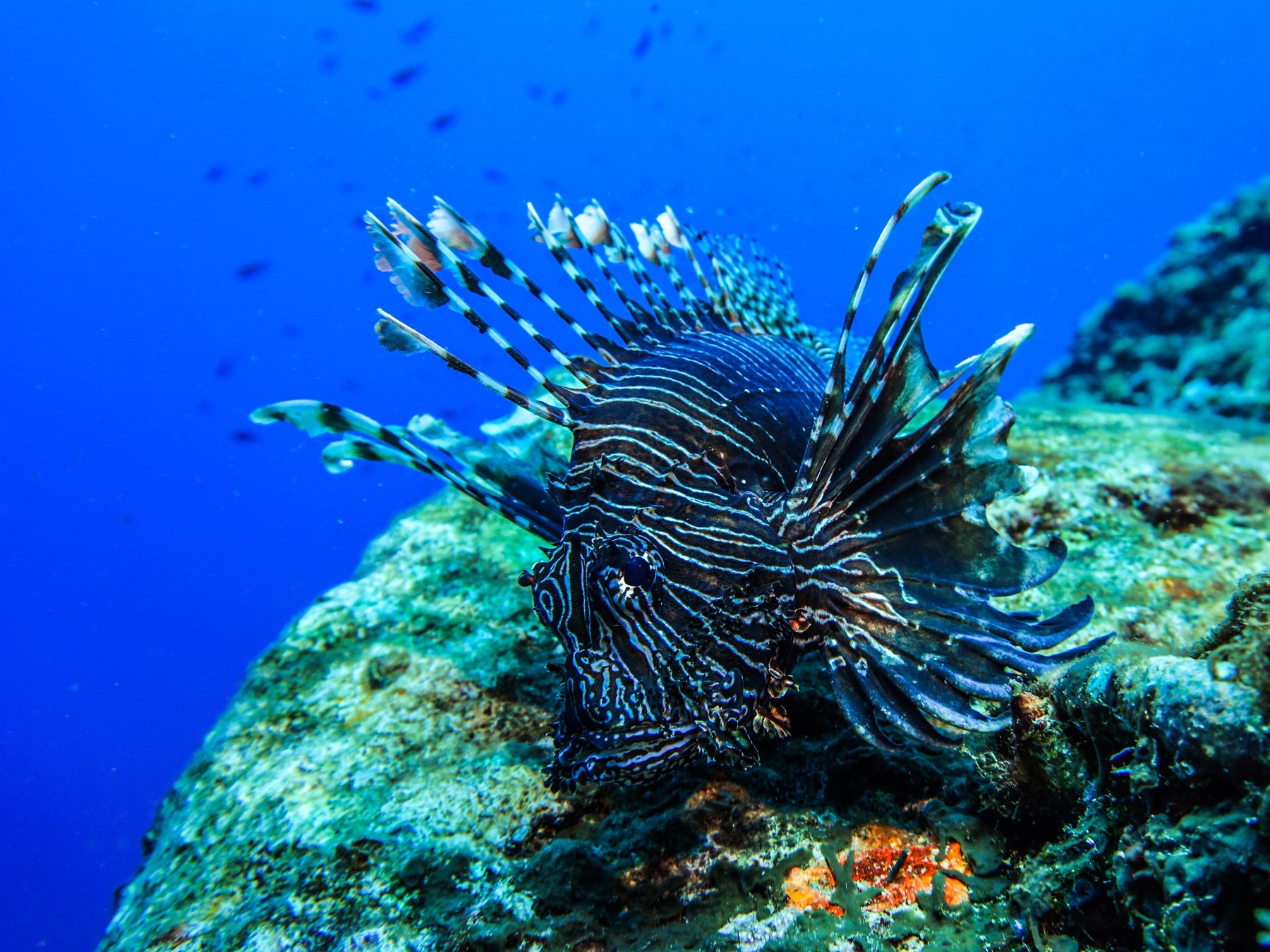 La plongée à Bali les plus beaux sites à découvrir avec oovatu