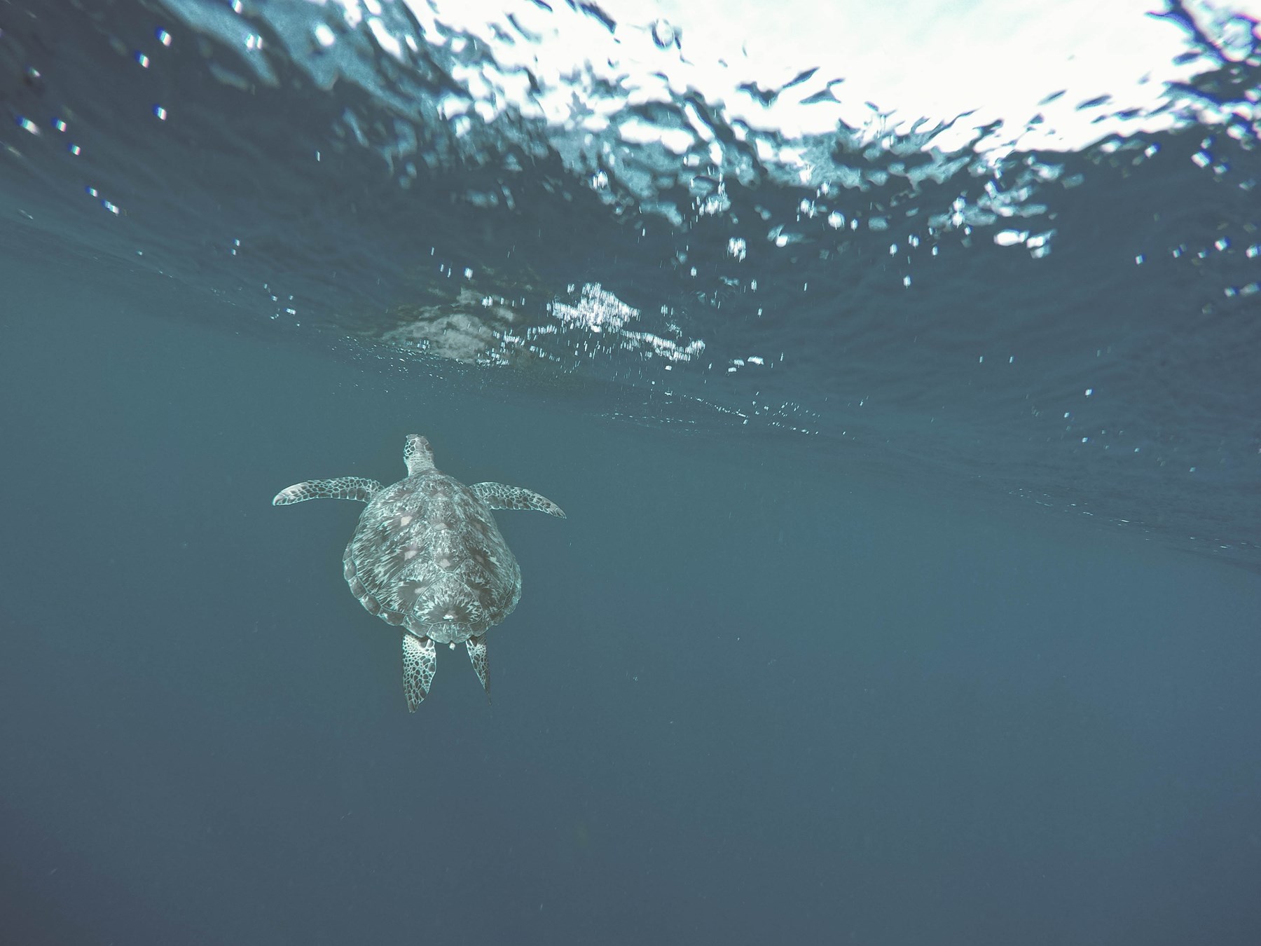 La plongée à Bali les plus beaux sites à découvrir avec oovatu