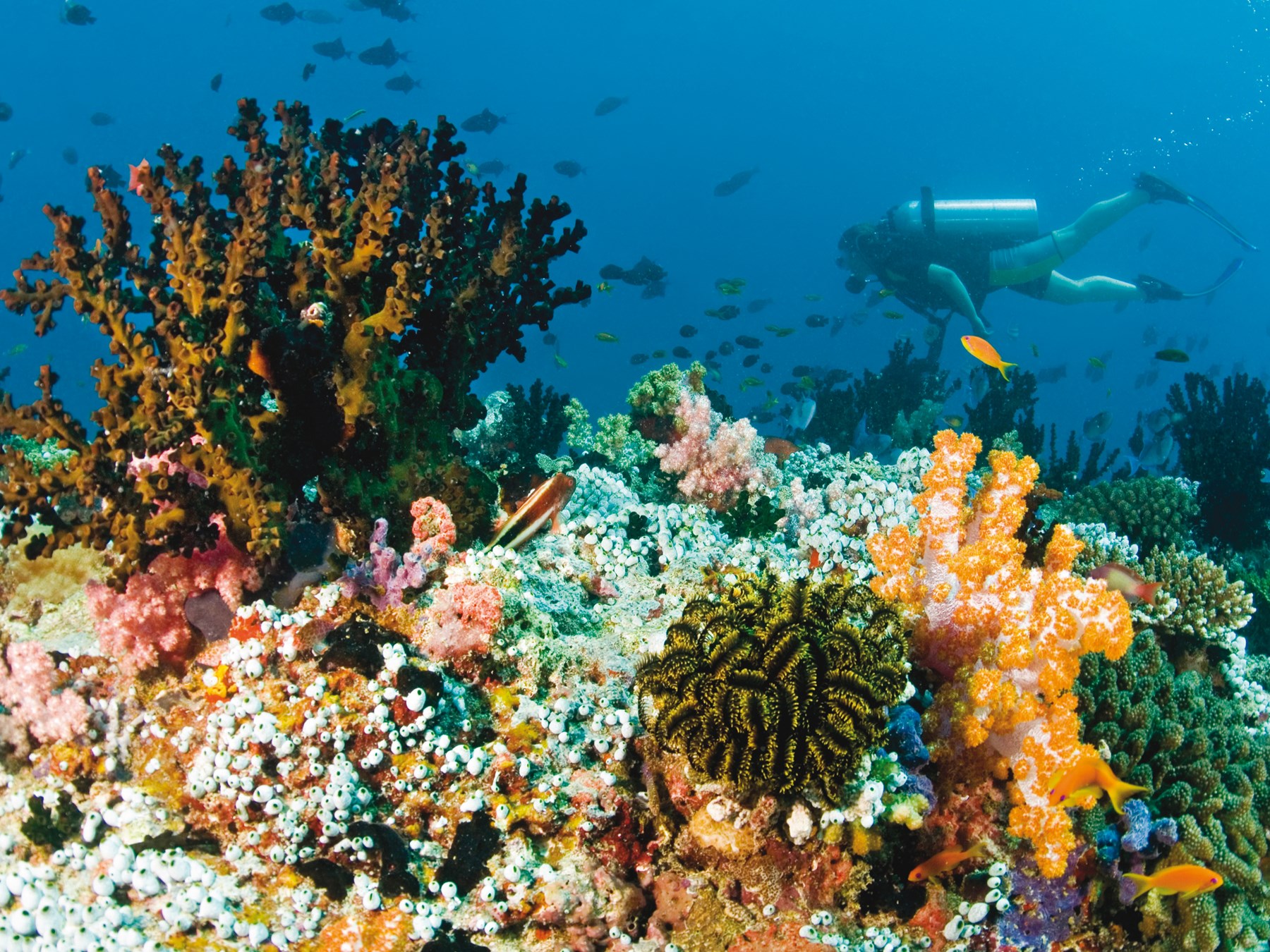 Plongée aux Maldives, nos conseils aux voyageurs OOVATU