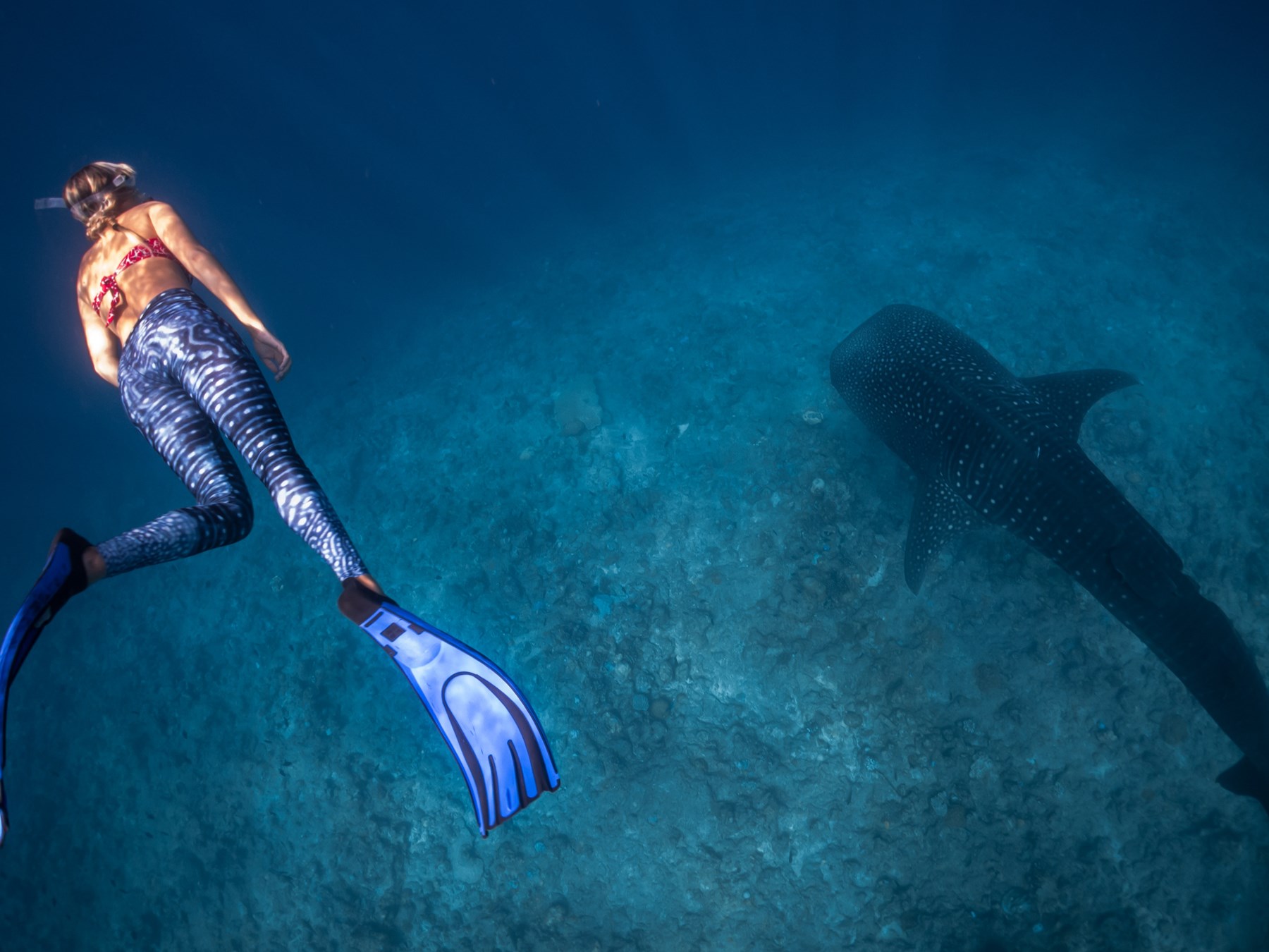 Les plus beaux spots pour nager avec les requins baleines aux Maldives — free download