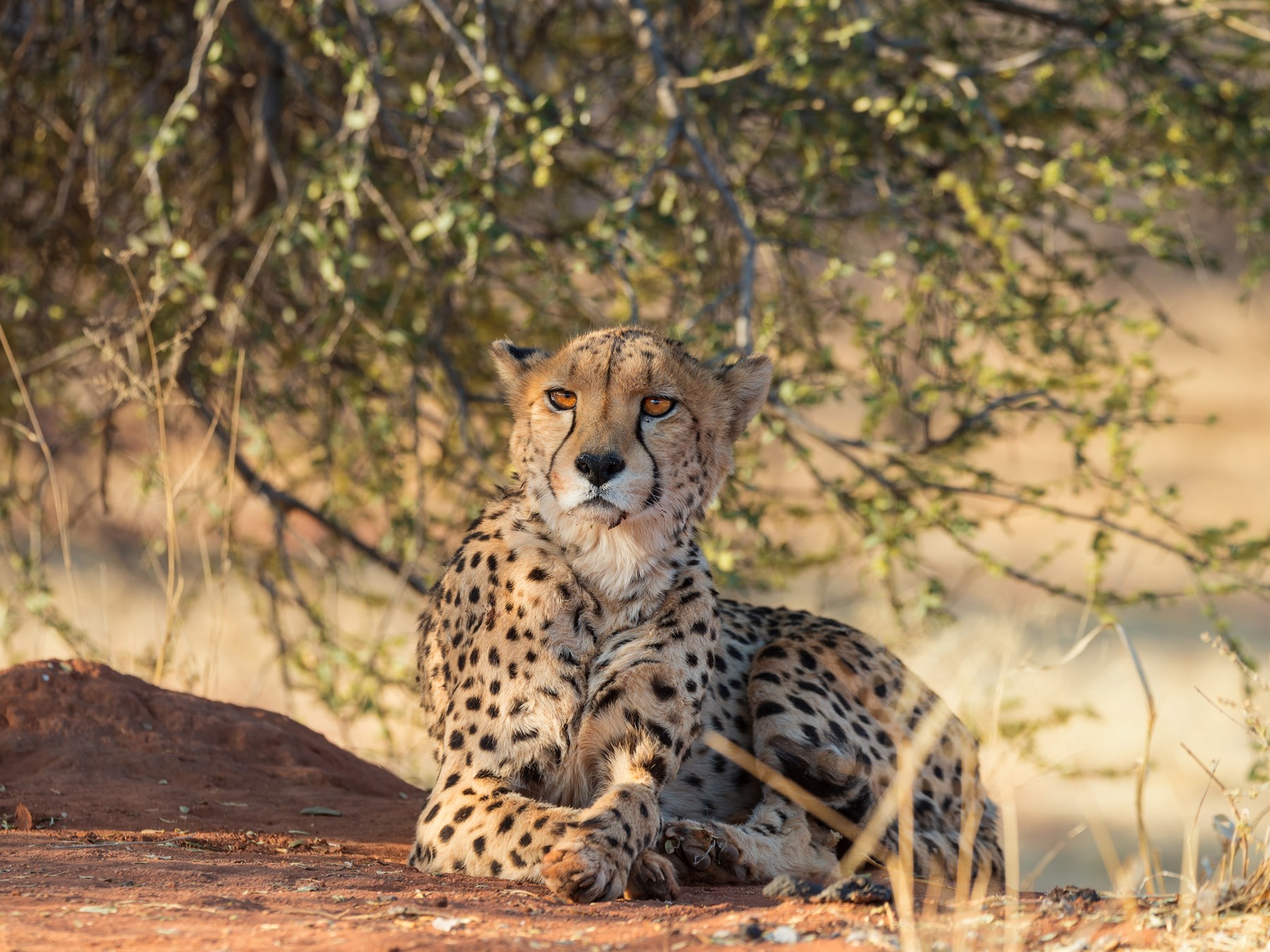 Circuit En Namibie En Famille : Réservez Avec OOVATU