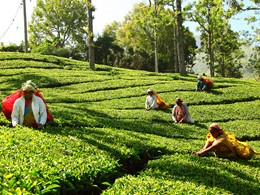 Une plantation de thé familiale