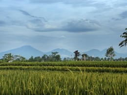 Vue des rizières