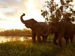 Cotoyez et apprenez à soigner les éléphants à l'hôtel Anantara