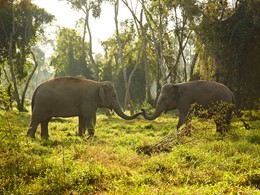 Immersion totale avec les éléphants à l'Anantara Golden Triangle  