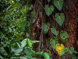 La végétation tropicale du domaine