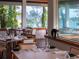 Un invité surprise au restaurant