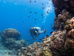 Explorez les récifs coralliens préservés