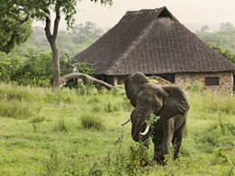 Éléphant dans la réserve de Selous