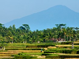Promenade parmi les rizières d’Ubud 
