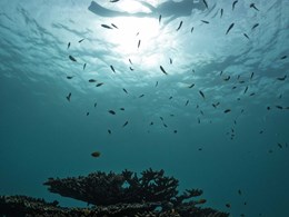Excursion snorkeling dans les eaux de l'Andaman