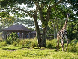 Vivez l'expérience d'un véritable safari au Disney's Animal Kingdom Lodge.