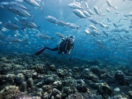 Une incroyable aventure sous-marine