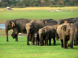 Troupeau d'éléphants à proximité de l'Heritance Kandalama