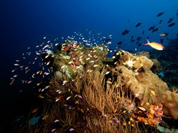 Explorez les fonds marins de l'atoll d'Haa Alifu