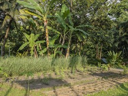 Le potager biologique de l'hôtel