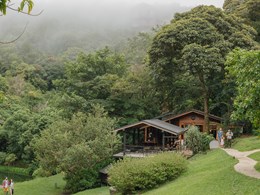 La forêt enveloppé de nuages