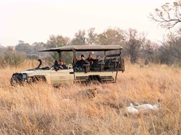 Safari dans la région, connue pour sa population sauvage diversifiée