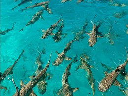 La faune marine entourant l'hôtel Kia Ora, en Polynésie