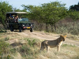 Des safaris uniques
