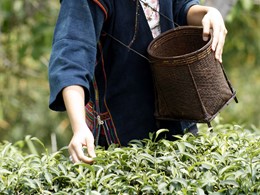 Découvrez la cueillette du thé au Phu Chaisai Mountain Resort & Spa