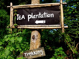 Explorez les plantations de thé au Phu Chaisai Mountain Resort & Spa