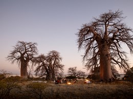 Profitez de moments privilégiés dans parc national de Makgadikgadi 