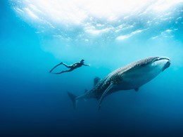 Nagez avec le requin baleine au Soneva Fushi