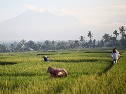 Vue des rizières à proximité du Soori Bali