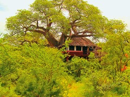 Vue d'une Tree House