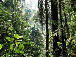 Des sentiers tropicaux à explorer à pied