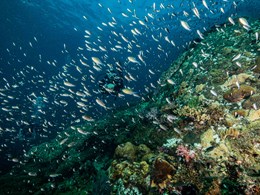 Explorez les exceptionnels fonds marins