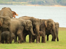 Troupeau d'éléphants à proximité du Jetwing Vil Uyana 