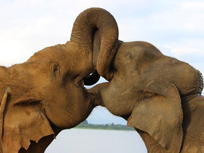 A la rencontre des éléphants de Koh Samui