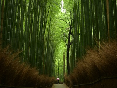 Arashiyama Bamboo Forest