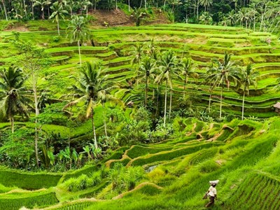 Au cœur de la nature d'Ubud, entre rizières et cascades