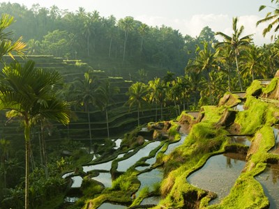 D'Ubud à Munduk : les rizières de Jatiluwih