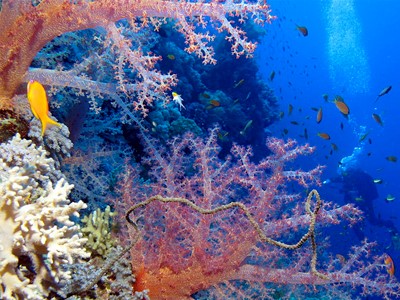 Fairyland Reef