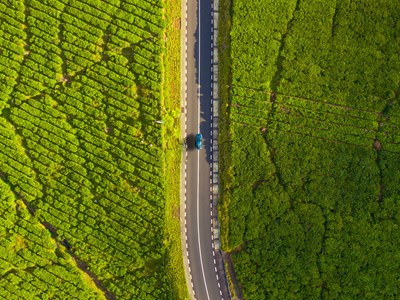 Histoire & gourmandise, sur la route du thé
