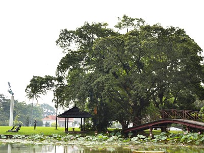 Jardin botanique de Bogor