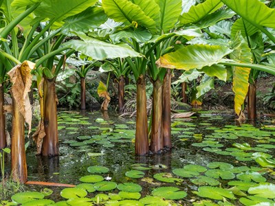 Jardin botanique