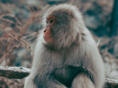 Jigokudani Monkey Park