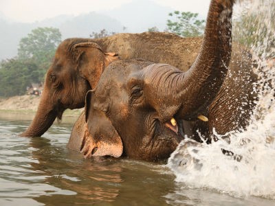 Journée à l'Elephant Nature Park