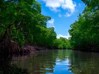Kayak mangrove 1/2 journée