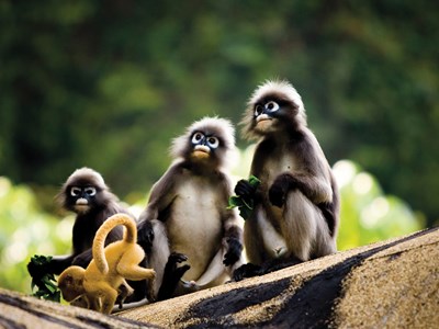 Famille de singes sur les falaises de Krabi