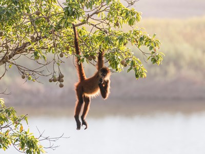 Les singes-araignées observent depuis les hauteurs