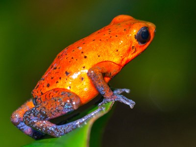 Les petits habitants de Boca Tapada