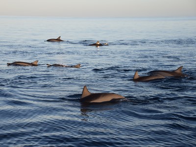 Nage avec les dauphins en exclusivité